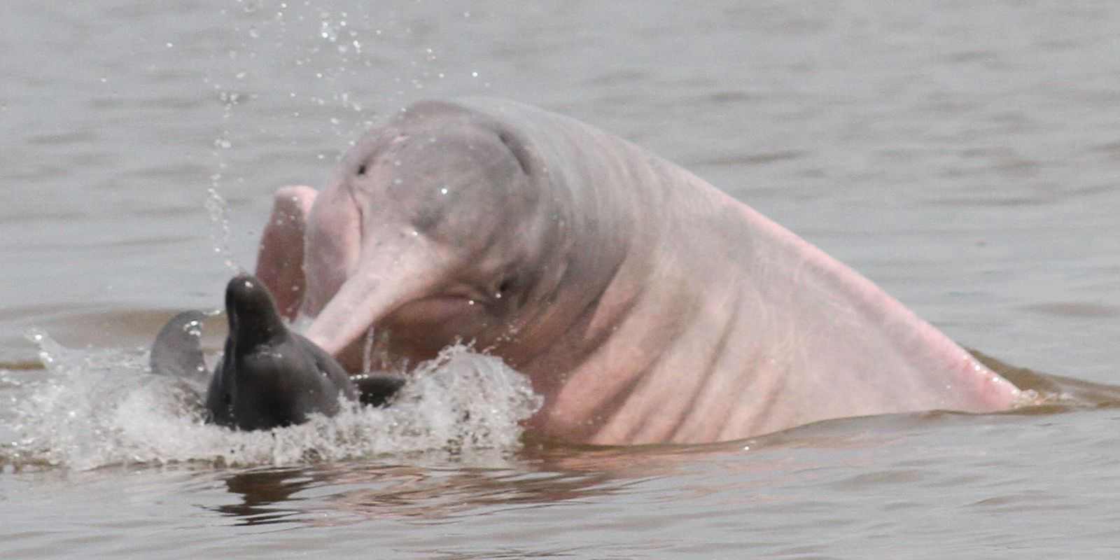 pgr-pede-abertura-de-inquerito-contra-ibaneis-e-anderson-torres